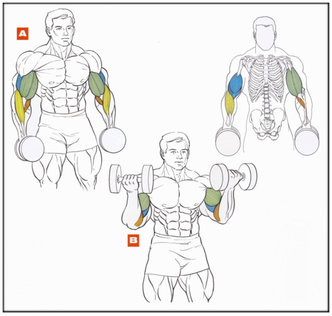 Подъемы гантелей на бицепс стоя