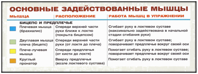 Подъемы гантелей на бицепс стоя