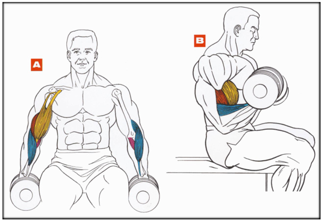 Подъем гантелей на бицепс сидя