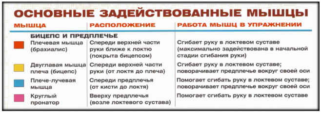 Подъем гантелей на бицепс сидя