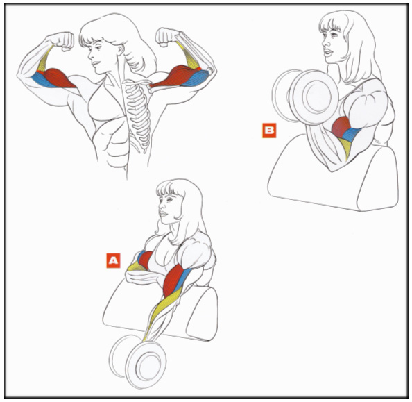 Подъем EZ-штанги на бицепс в скамье скотта