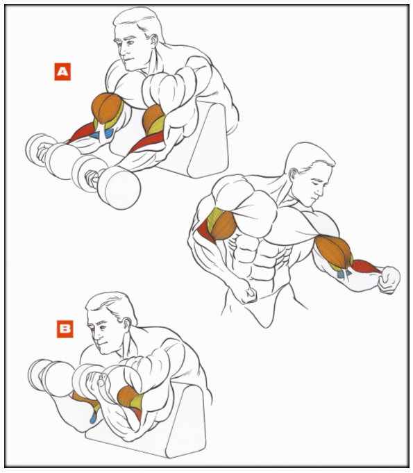 Подъем гантелей на бицепс в скамье Скотта