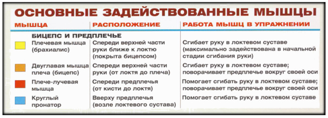 Подъем гантелей на бицепс в скамье Скотта