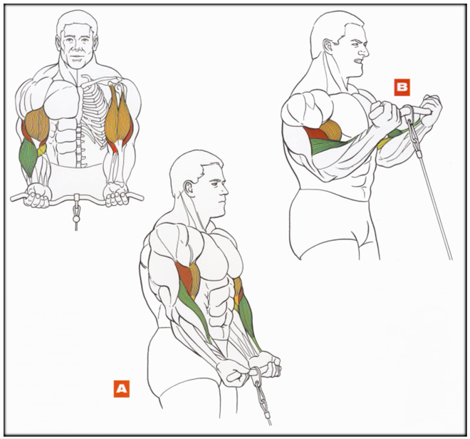 Подъем на бицепс в блочном тренажере стоя