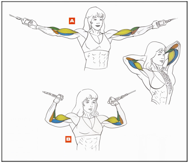 Сгибание рук на бицепс в кроссовере