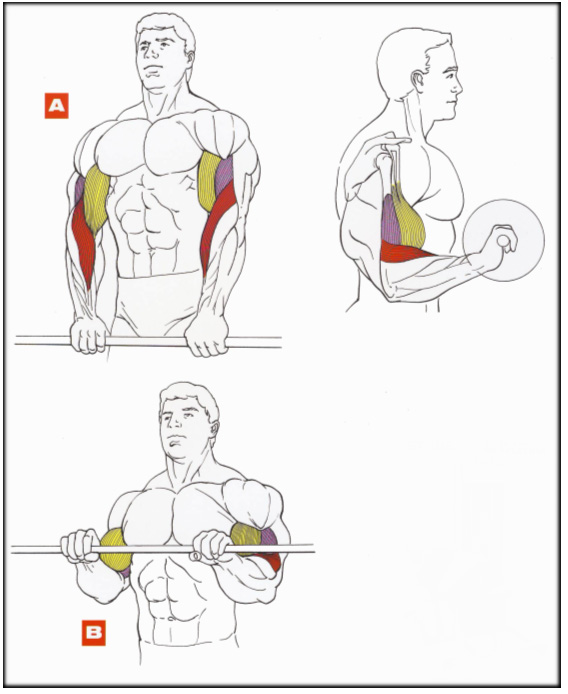 Подъем штанги на бицепс обратным хватом