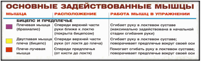 Подъем штанги на бицепс обратным хватом