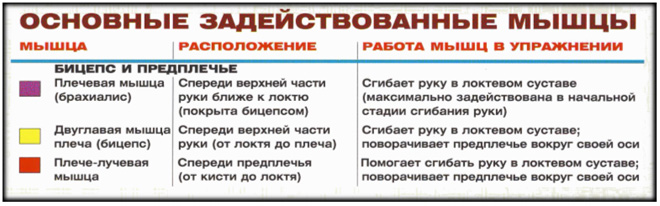 Подъем штанги на бицепс обратным хватом