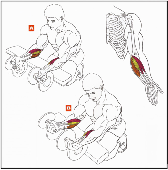 Сгибания рук в запястьях